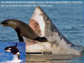 •Se alimenta en forma solitaria, ya que no tiene depredadores naturales,
solo la ballena orca pueden ser una amenaza.

orc...