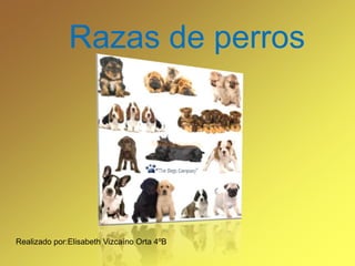 Razas de perros  Realizado por:Elisabeth Vizcaíno Orta 4ºB 