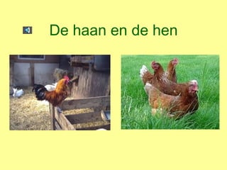 De haan en de hen 