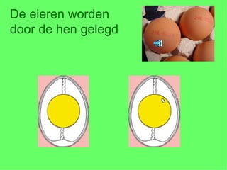 De eieren worden door de hen gelegd 