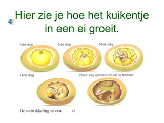 Hier zie je hoe het kuikentje in een ei groeit. 