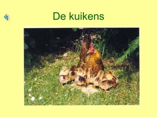 De kuikens 
