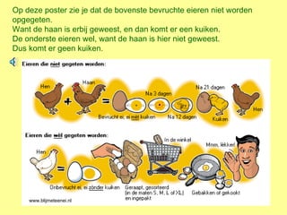 Op deze poster zie je dat de bovenste bevruchte eieren niet worden opgegeten. Want de haan is erbij geweest, en dan komt er een kuiken. De onderste eieren wel, want de haan is hier niet geweest.  Dus komt er geen kuiken. www.blijmeteenei.nl 