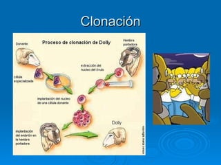 Clonación
 