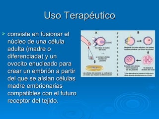 Uso Terapéutico
   consiste en fusionar el
    núcleo de una célula
    adulta (madre o
    diferenciada) y un
    ovocito enucleado para
    crear un embrión a partir
    del que se aíslan células
    madre embrionarias
    compatibles con el futuro
    receptor del tejido.
 