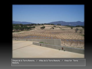 Vinyes de la Terra Remota.   /   Viñas de la Terra Remota.   /   Vines for  Terra Remota.