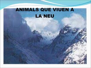 ANIMALS QUE VIUEN A LA NEU 