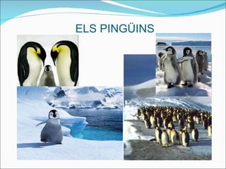 ELS PINGÜINS 