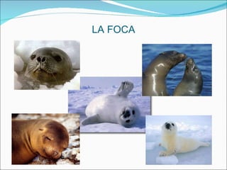 LA FOCA 