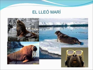 EL LLEÓ MARÍ 