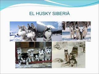 EL HUSKY SIBERIÀ 