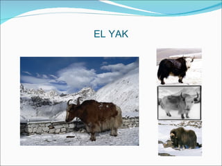 EL YAK 