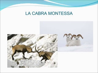 LA CABRA MONTESSA 