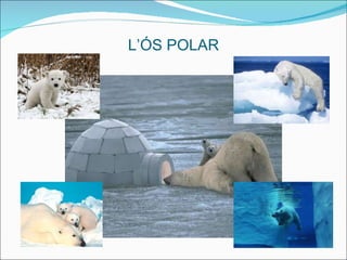 L’ÓS POLAR 