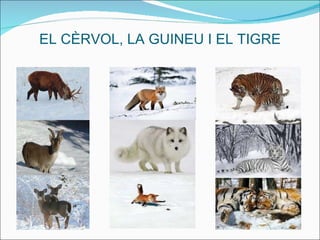 EL CÈRVOL, LA GUINEU I EL TIGRE 
