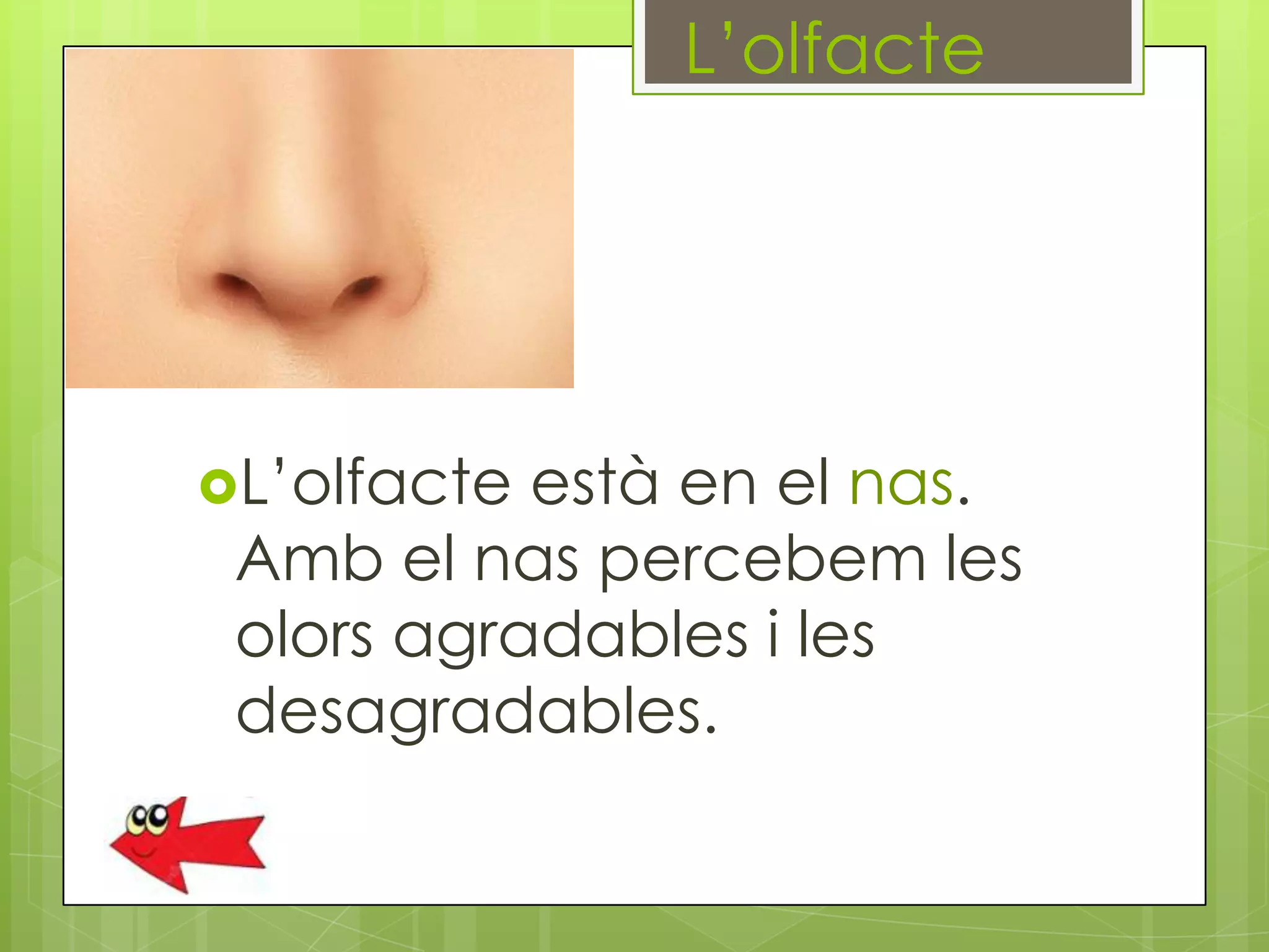 L’olfacte

L’olfacte

està en el nas.
Amb el nas percebem les
olors agradables i les
desagradables.

 
