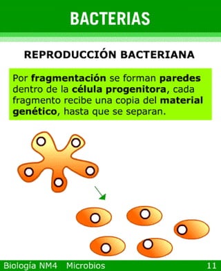 Power point de microorganismos