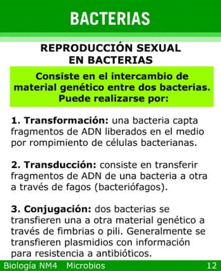 Power point de microorganismos