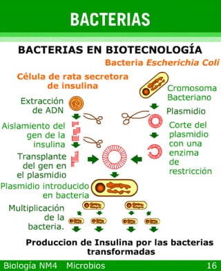 Power point de microorganismos