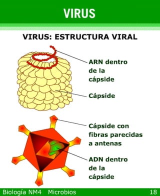 Power point de microorganismos