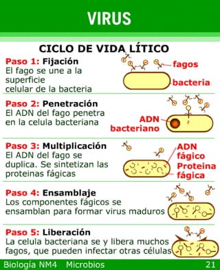 Power point de microorganismos