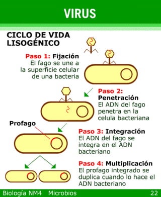 Power point de microorganismos