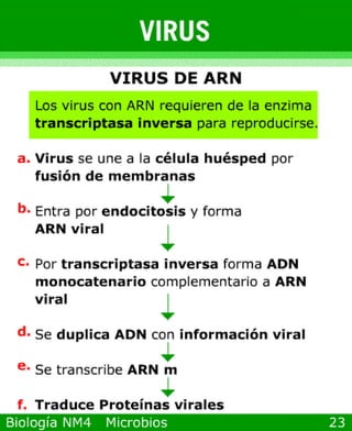 Power point de microorganismos