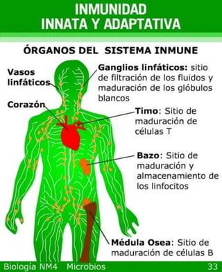 Power point de microorganismos