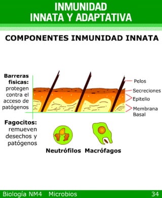 Power point de microorganismos