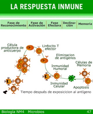 Power point de microorganismos