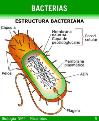 Power point de microorganismos
