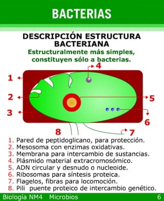 Power point de microorganismos