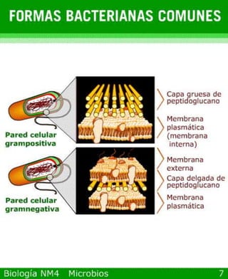 Power point de microorganismos