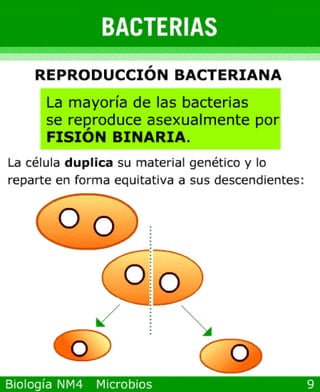 Power point de microorganismos