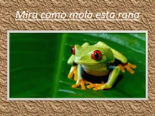Mira como mola esta rana
 