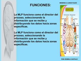 FUNCIONES: 
La MLP funciona como el director del 
proceso, seleccionando la 
información que se recibe y 
distribuyendo los datos hacia zonas 
específicas. 
La MLP funciona como el director del 
proceso, seleccionando la 
información que se recibe y 
distribuyendo los datos hacia zonas 
específicas. 
 