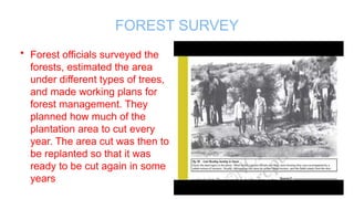 Java Forest Management Forest Society and Colonialism: Impact of Deforestation and Forestry ...