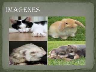 Power point diapositivas