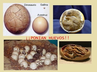 ¡¡PONIAN HUEVOS!! 