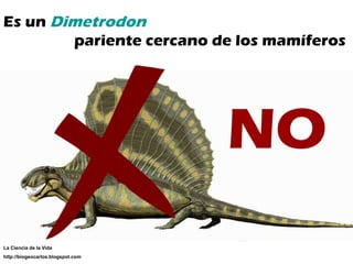NO Es un  Dimetrodon pariente cercano de los mamíferos NO La Ciencia de la Vida http://biogeocarlos.blogspot.com 