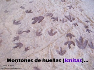 Montones de huellas ( Icnitas )… La Ciencia de la Vida http://biogeocarlos.blogspot.com 