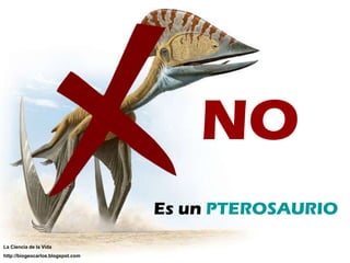 NO Es un  PTEROSAURIO NO La Ciencia de la Vida http://biogeocarlos.blogspot.com 
