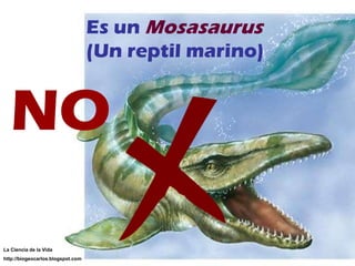Es un  Mosasaurus (Un reptil marino) NO NO La Ciencia de la Vida http://biogeocarlos.blogspot.com 