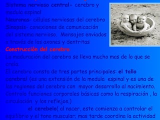 El cerebro y la conducta refleja Sistema nervioso central-  cerebro y  medula espinal  Neuronas - células nerviosas del cerebro Sinopsis - conexiones de comunicación  del sistema nervioso.  Mensajes enviados a través de los axones y dentritas Construcción del cerebro La maduración del cerebro se lleva mucho mas de lo que se creía. El cerebro consta de tres partes principales:  el tallo cerebral  (es una extensión de la medula  espinal y es una de  las regiones del cerebro con  mayor desarrollo al nacimiento. Controla funciones corporales básicas como la respiración , la circulación  y los reflejos.)  el cerebelo ( al nacer, este comienza a controlar el equilibrio y el tono muscular; mas tarde coordina la actividad sensorial y motora.)  