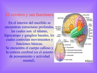 El cerebro y sus funciones En el interior del encéfalo se encuentran estructuras profundas, las cuales son: el tálamo, hipocampo y ganglios basales, los cuales controlan movimientos y funciones básicas. Se encuentra el cuerpo calloso y la corteza cerebral (es el asiento de pensamiento y actividad mental).  