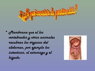 • Membrana que el los 
  vertebrados y otros animales 
  recubren los órganos del 
  abdomen, por ejemplo los 
  intestinos, el estomago y el 
  hígado.
 