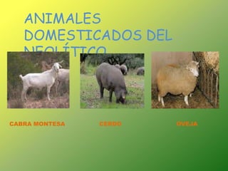 ANIMALES DOMESTICADOS DEL NEOLÍTICO.CABRA MONTESACERDOOVEJA