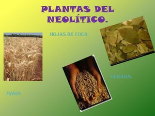 PLANTAS DEL NEOLÍTICO. HOJAS DE COCACEBADA.TRIGO.