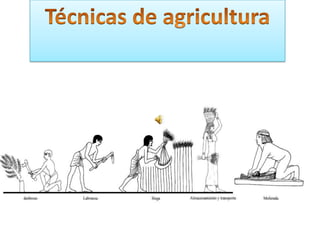 Técnicas de agricultura