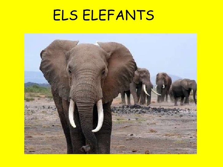 ELS ELEFANTS